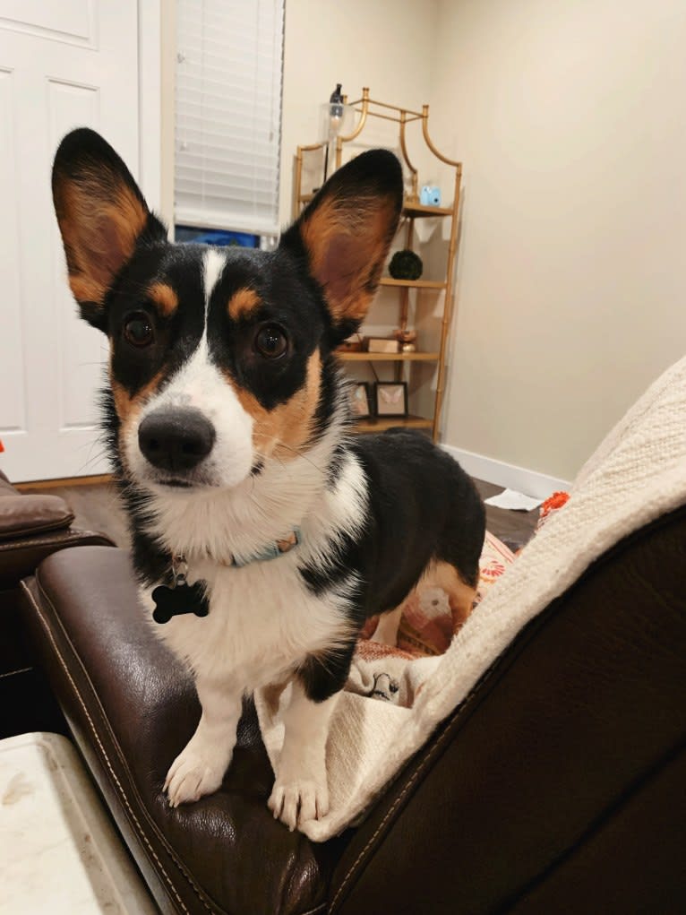 Willow, a Pembroke Welsh Corgi tested with EmbarkVet.com