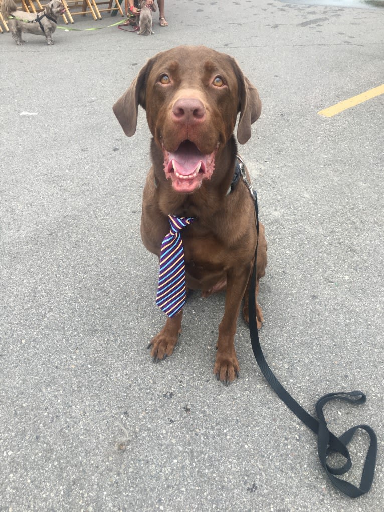 Bruce, a Labrador Retriever (12.5% unresolved) tested with EmbarkVet.com