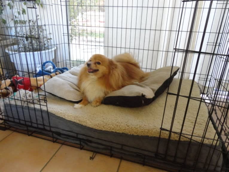 Teddy, a Pomchi (8.9% unresolved) tested with EmbarkVet.com