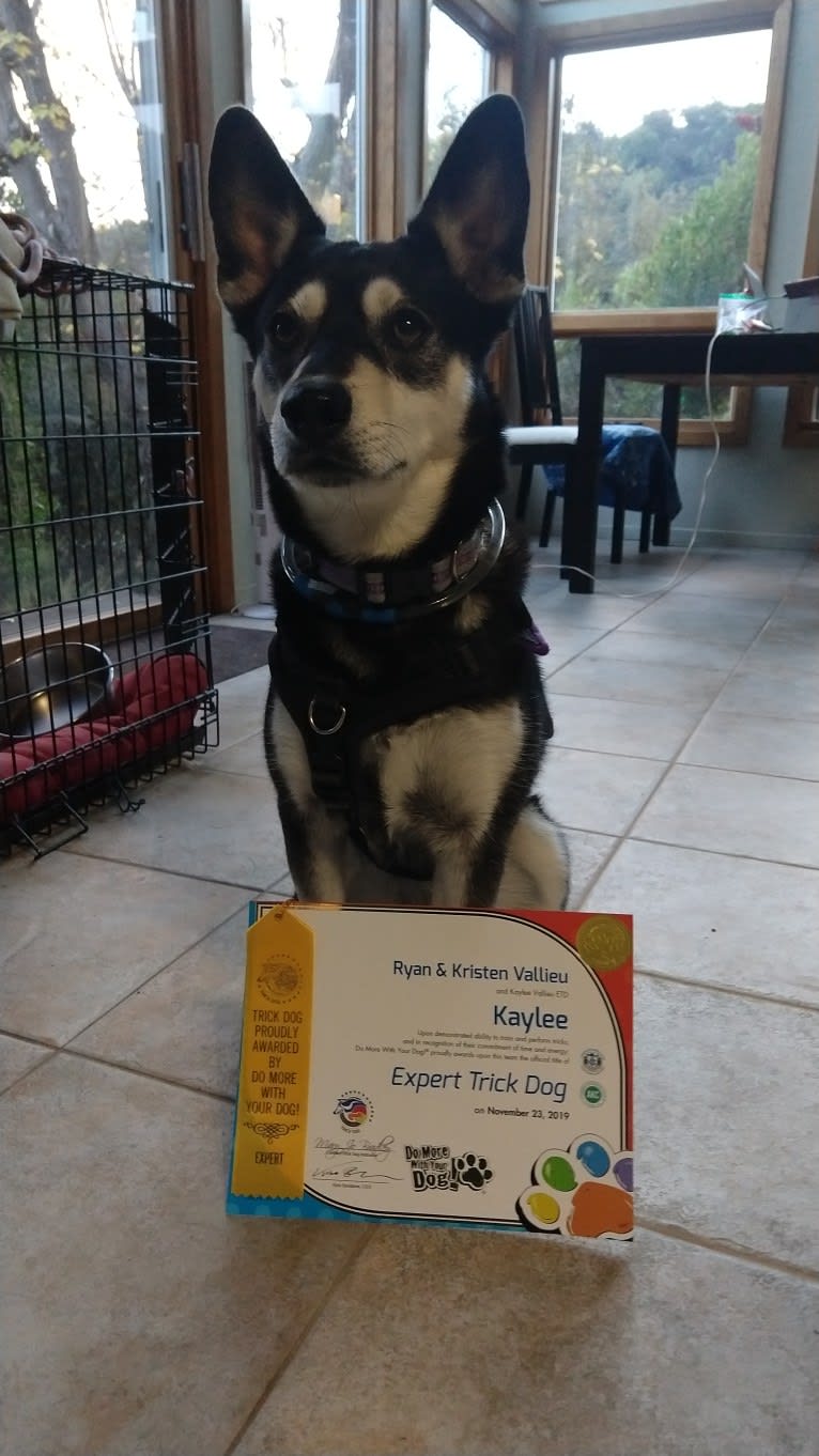 Kaylee, a Siberian Husky and American Pit Bull Terrier mix tested with EmbarkVet.com