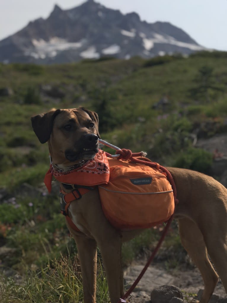 Piper, a Perro de Presa Canario and Rottweiler mix tested with EmbarkVet.com