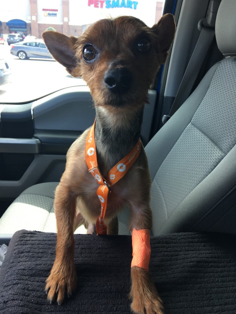 Bently, a Yorkshire Terrier tested with EmbarkVet.com