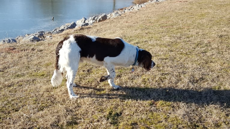 Luuk, a Drentsche Patrijshond tested with EmbarkVet.com