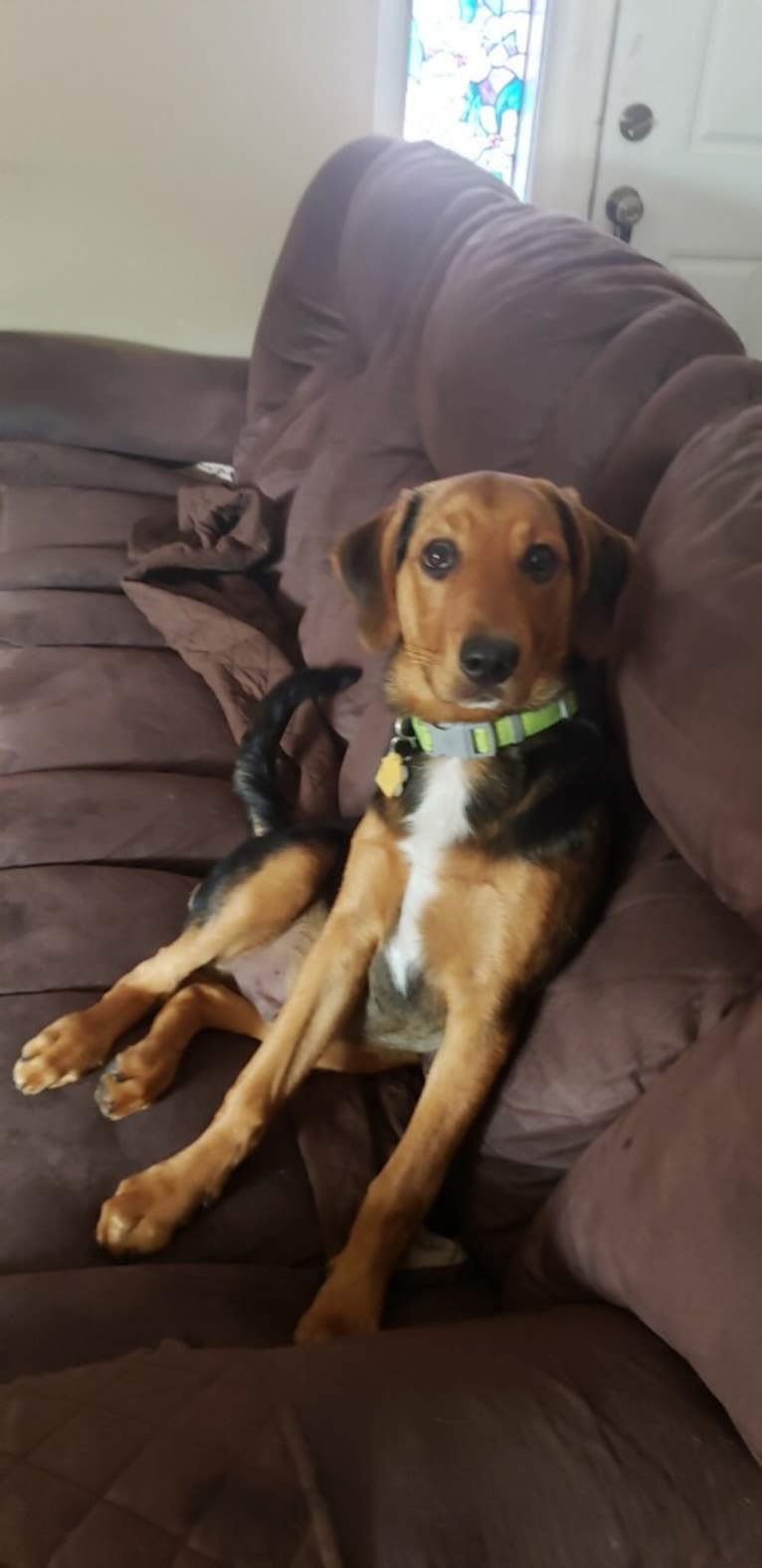 Sullivan, an American Foxhound and Labrador Retriever mix tested with EmbarkVet.com