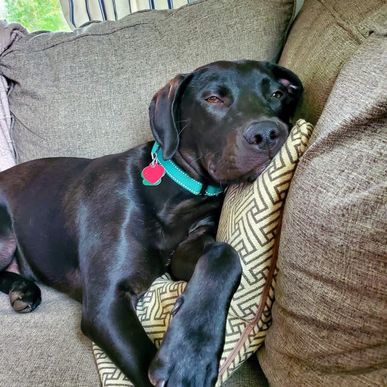 Jett, an American Pit Bull Terrier and Labrador Retriever mix tested with EmbarkVet.com