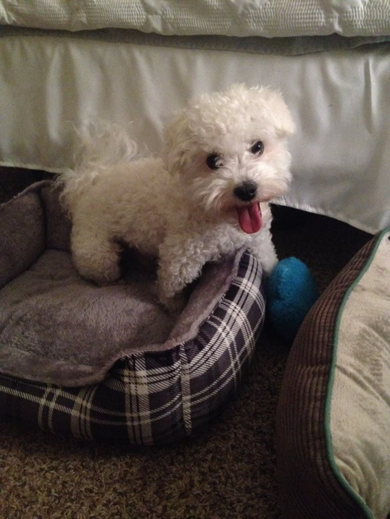 Nimbus, a Poodle (Small) and Bichon Frise mix tested with EmbarkVet.com