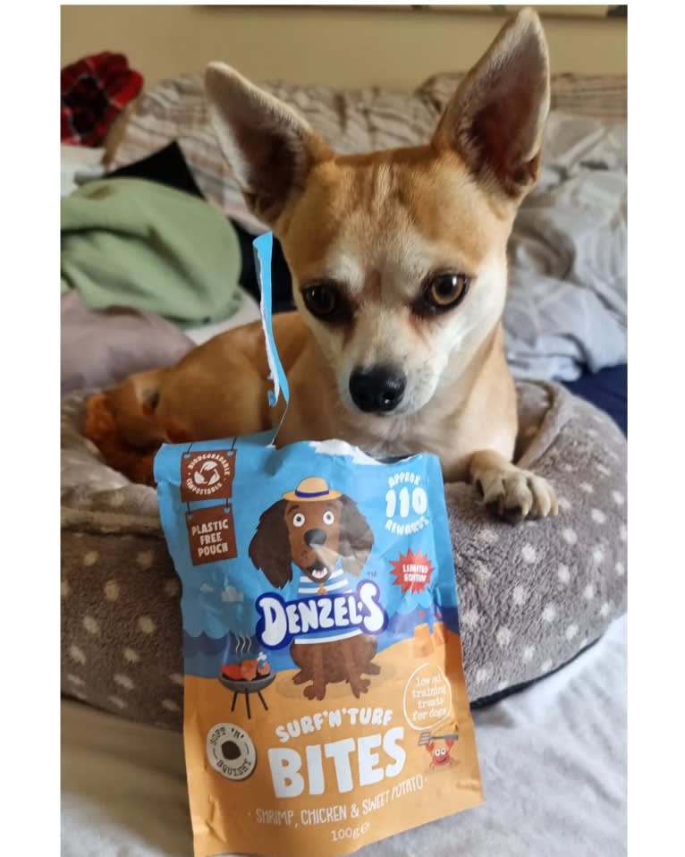 JOE, a Chihuahua and Yorkshire Terrier mix tested with EmbarkVet.com