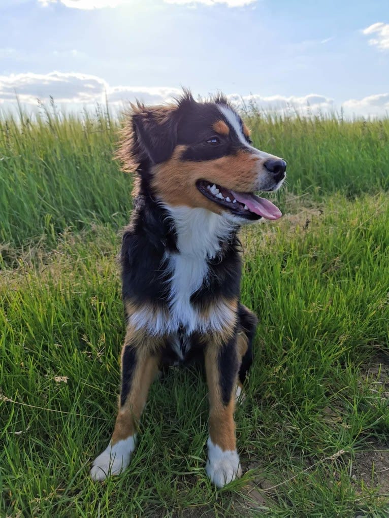 Nuka, an Australian Shepherd tested with EmbarkVet.com