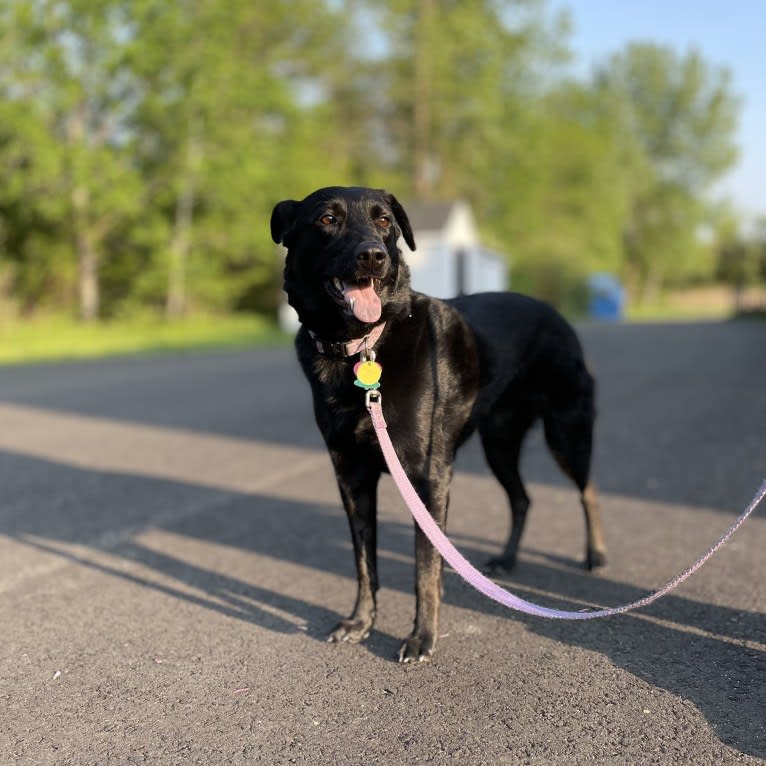 Roxie, a Labrador Retriever and German Shepherd Dog mix tested with EmbarkVet.com