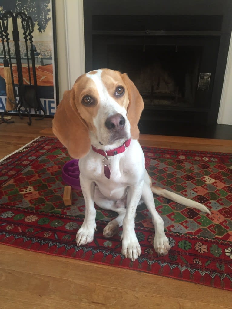 Spencer, a Beagle tested with EmbarkVet.com