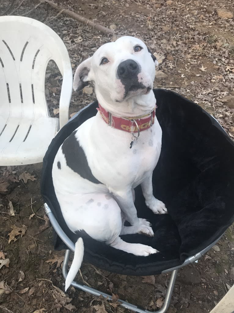 Auggie, an American Pit Bull Terrier and American Staffordshire Terrier mix tested with EmbarkVet.com