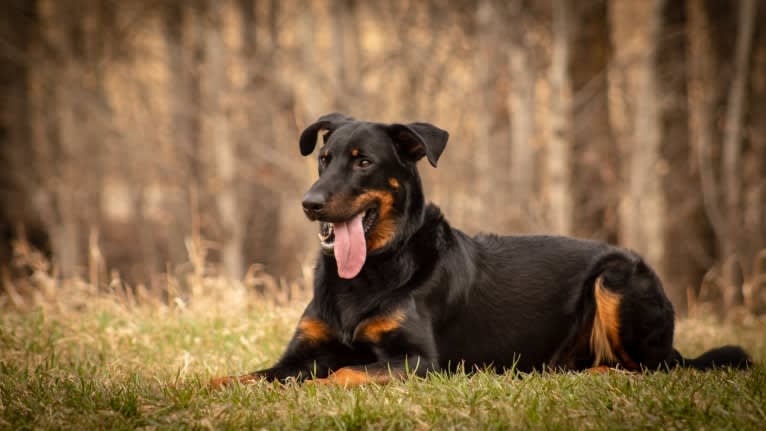 Thanos le Coeur Pur S CA SD-A-SP SDN TT, a Beauceron tested with EmbarkVet.com