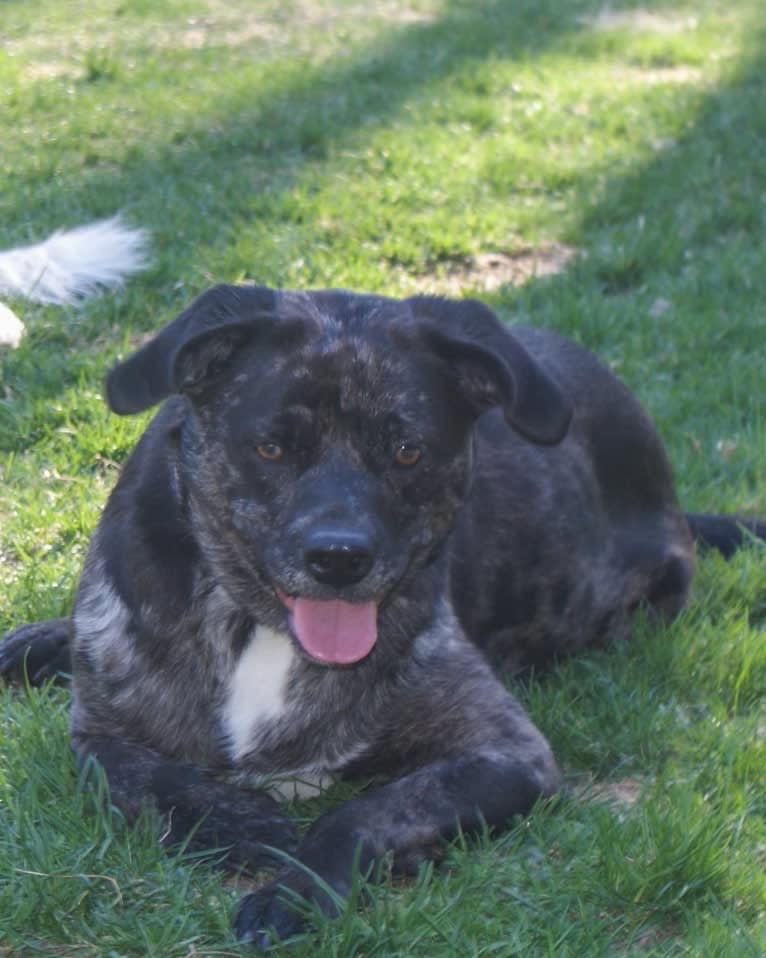 Skye, an Australian Cattle Dog and Pug mix tested with EmbarkVet.com