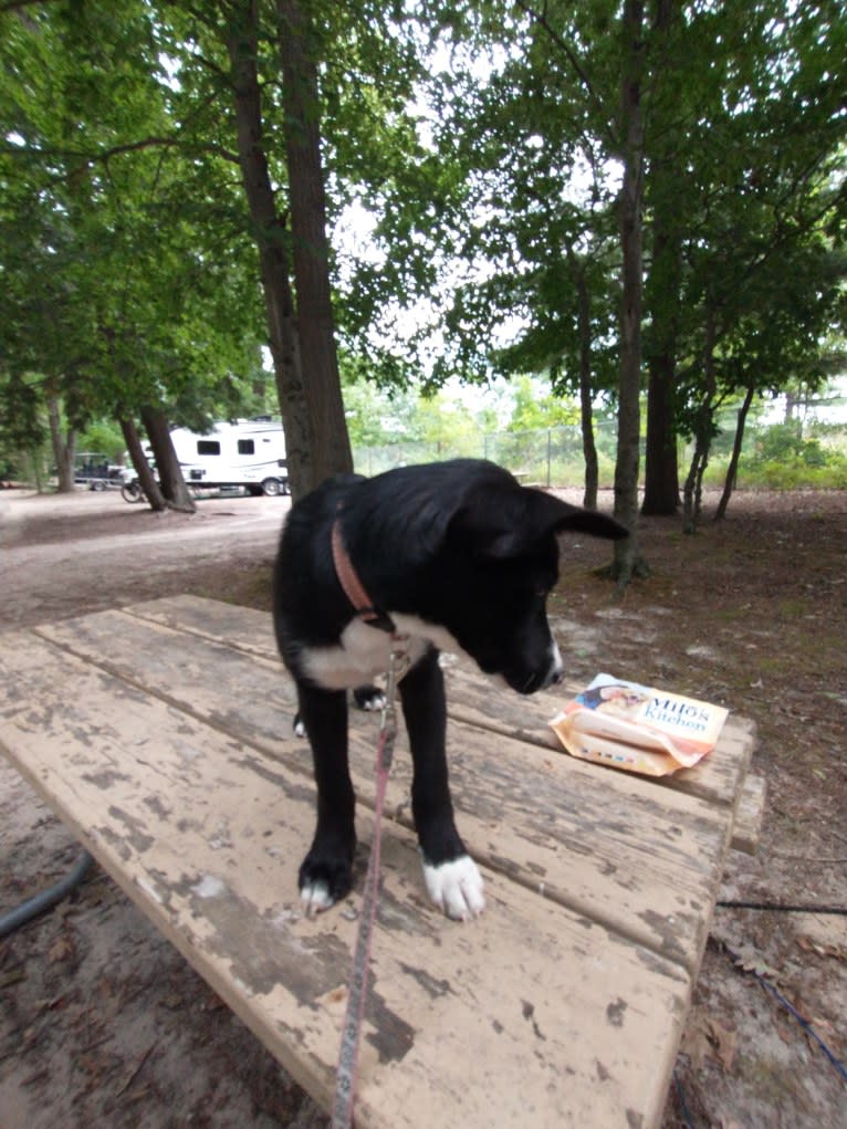 Reo, a Siberian Husky and German Shepherd Dog mix tested with EmbarkVet.com