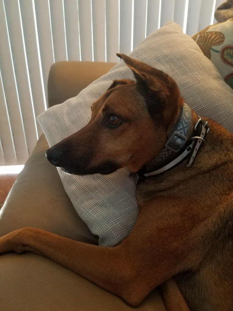 BeeGee, an Australian Kelpie and American Pit Bull Terrier mix tested with EmbarkVet.com