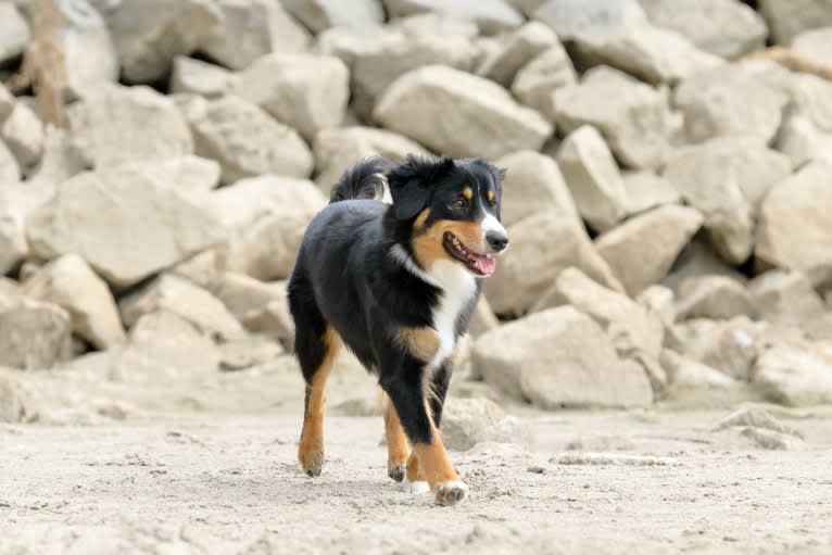 LOST RIVER CURSE OF THE BLACK PEARL, an Australian Shepherd tested with EmbarkVet.com