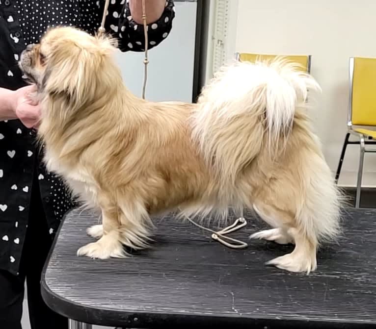 Dandi, a Tibetan Spaniel tested with EmbarkVet.com