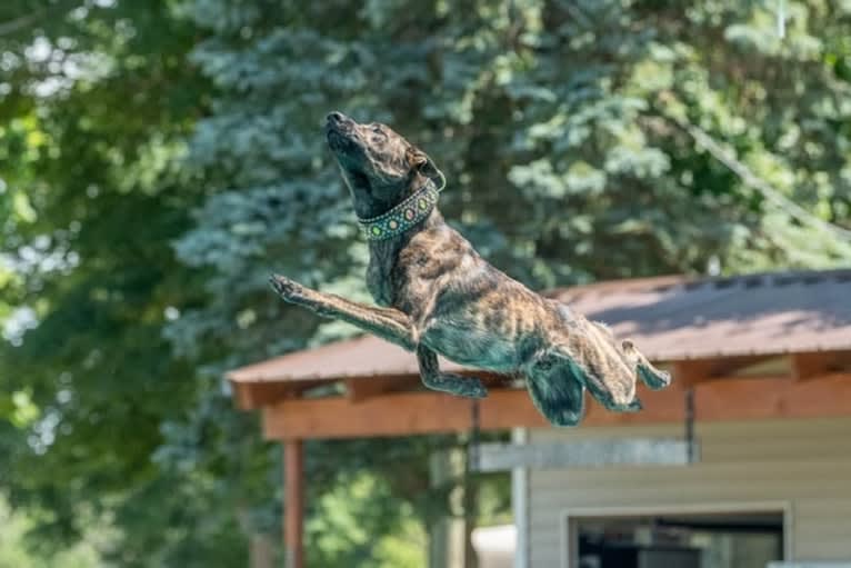 Rogue, a Dutch Shepherd tested with EmbarkVet.com