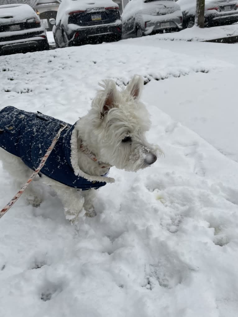 Dylan, a West Highland White Terrier tested with EmbarkVet.com