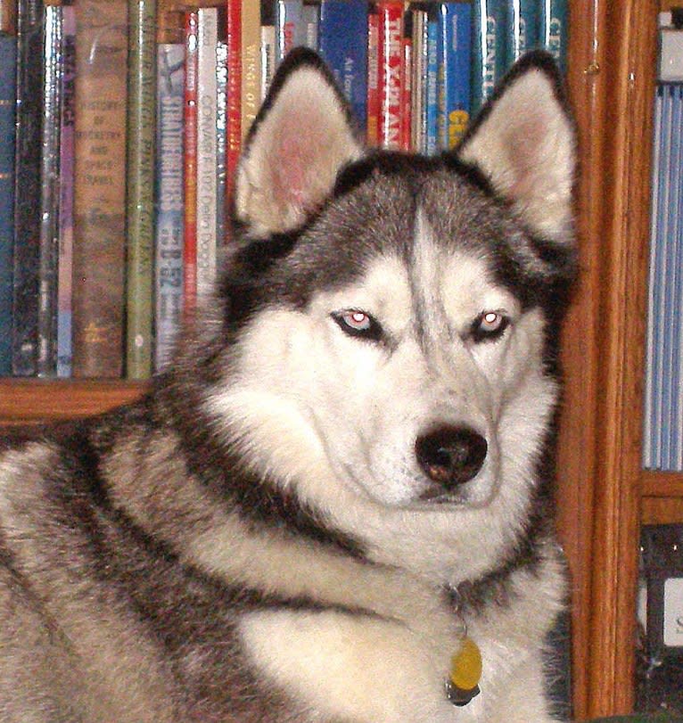 Nala, a Siberian Husky tested with EmbarkVet.com