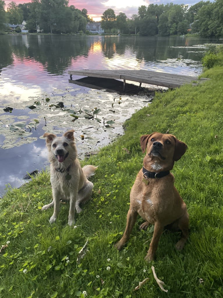 Dusty, a Labrador Retriever and Cocker Spaniel mix tested with EmbarkVet.com