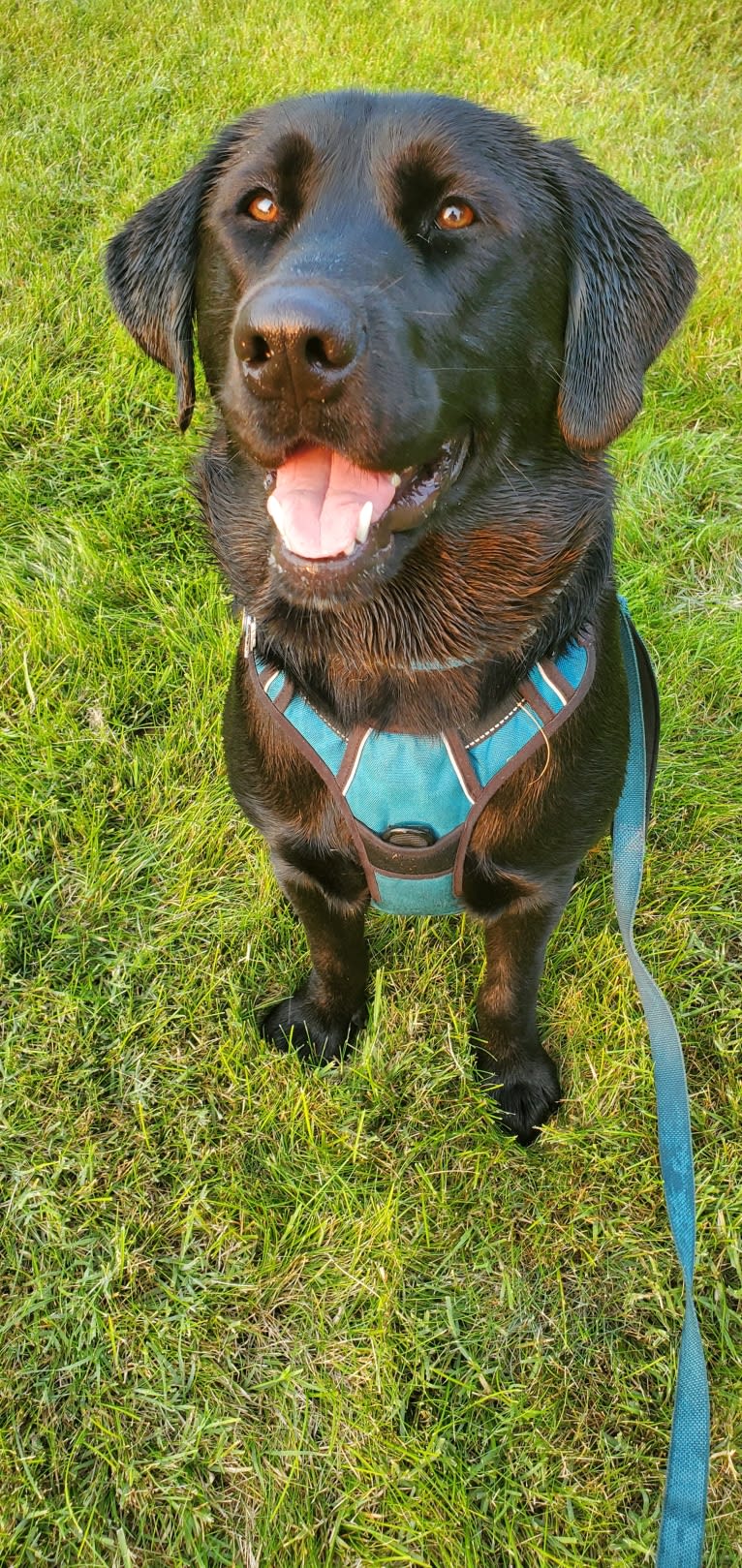 Chowder, a Siberian Husky and Labrador Retriever mix tested with EmbarkVet.com