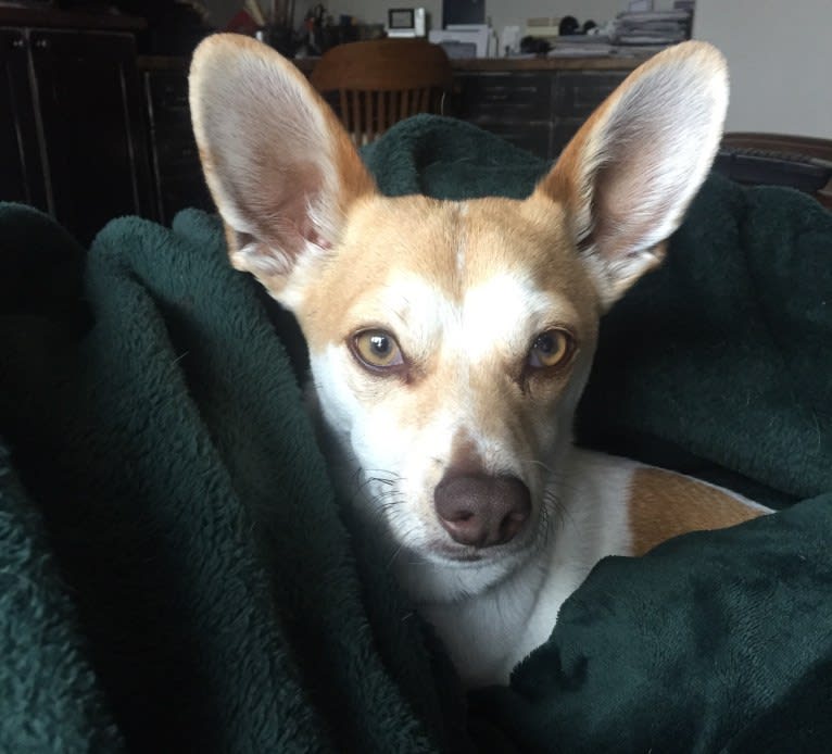 Tejon, a Chihuahua and Poodle (Small) mix tested with EmbarkVet.com