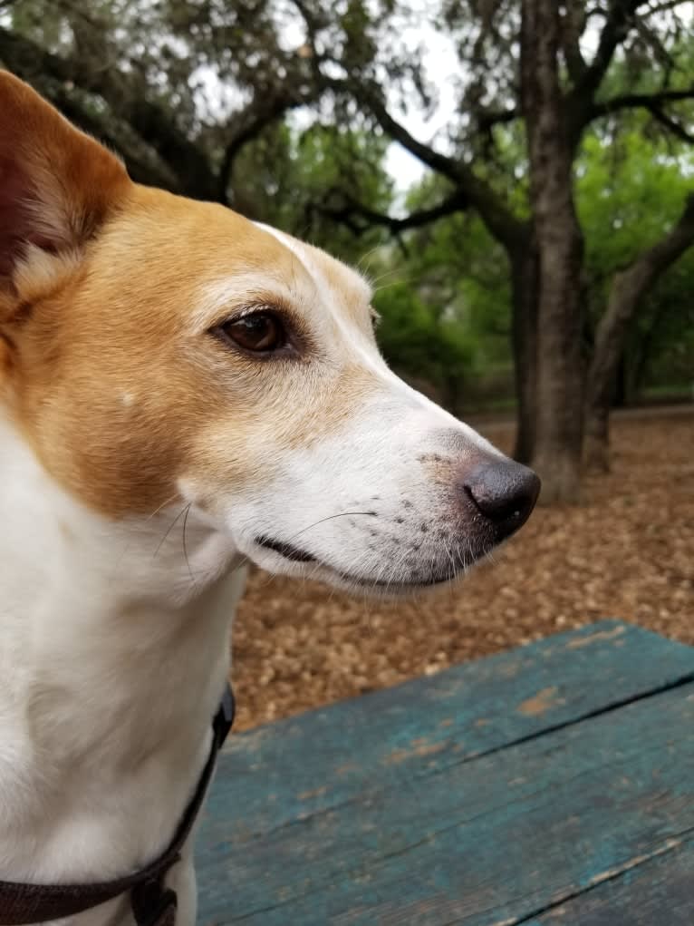 Jax, a Rat Terrier and Toy Fox Terrier mix tested with EmbarkVet.com