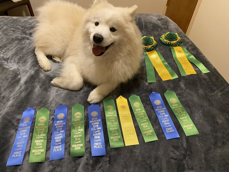 Camelot, a Samoyed tested with EmbarkVet.com