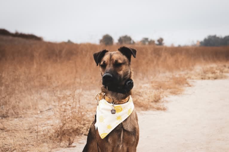 Sonny, a Belgian Malinois and American Pit Bull Terrier mix tested with EmbarkVet.com