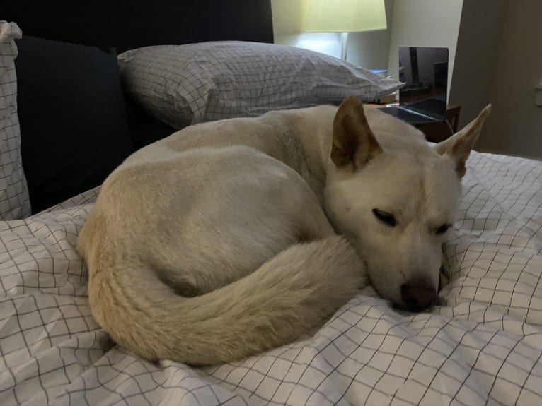 Haymish, a Japanese or Korean Village Dog tested with EmbarkVet.com