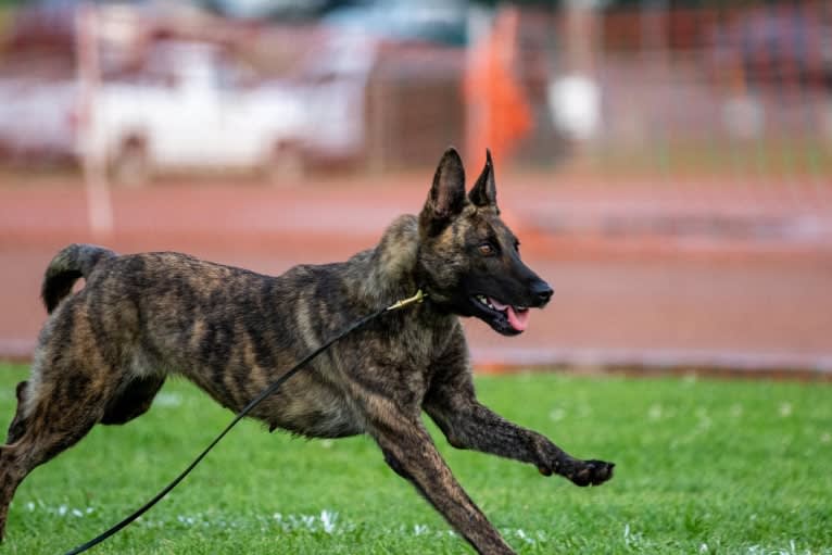 Jinx Van Patriot, a Dutch Shepherd and German Shepherd Dog mix tested with EmbarkVet.com