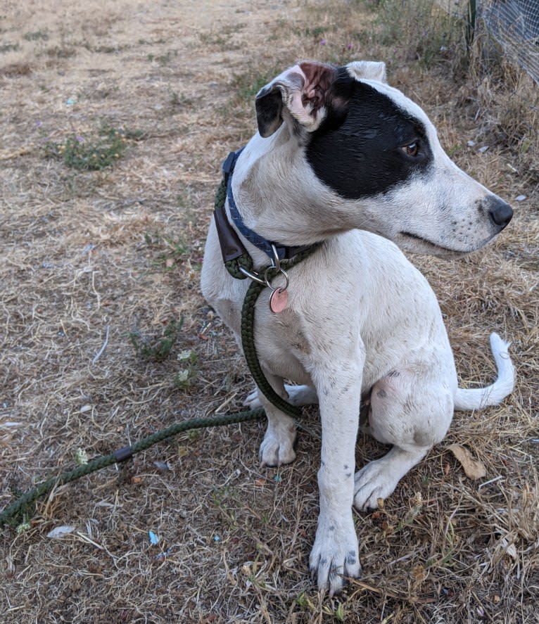 Arlo, an Australian Cattle Dog and Russell-type Terrier mix tested with EmbarkVet.com