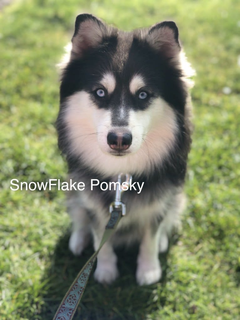 Frost, a Pomsky tested with EmbarkVet.com