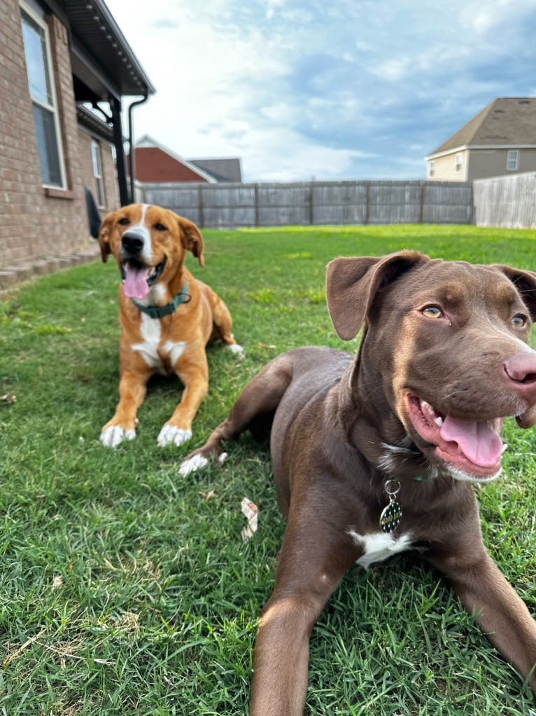 Finley, an American Pit Bull Terrier and Siberian Husky mix tested with EmbarkVet.com