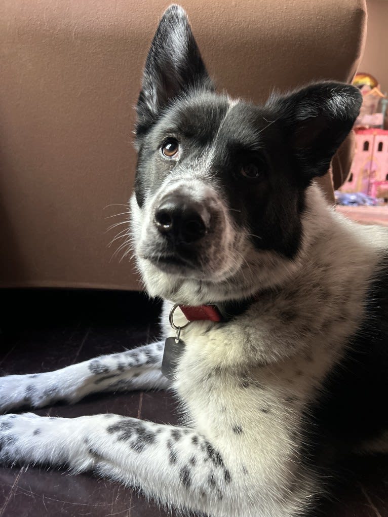 Brady, a Siberian Husky and American Pit Bull Terrier mix tested with EmbarkVet.com