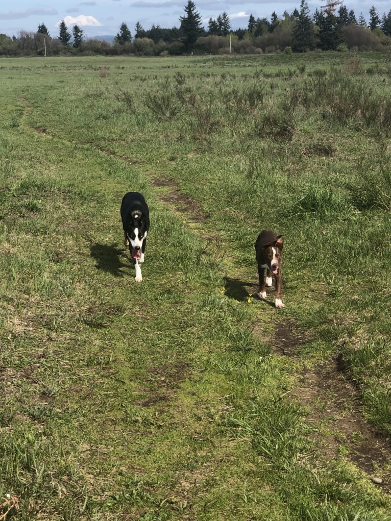 Nova, an Alaskan-type Husky tested with EmbarkVet.com