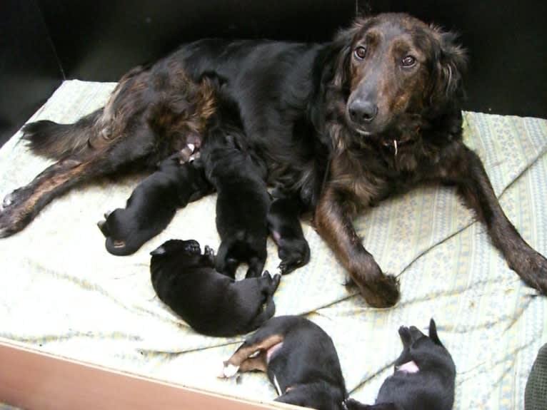 Photo of Akita, a Golden Retriever, Bernese Mountain Dog, Collie, and German Shepherd Dog mix in Österreich