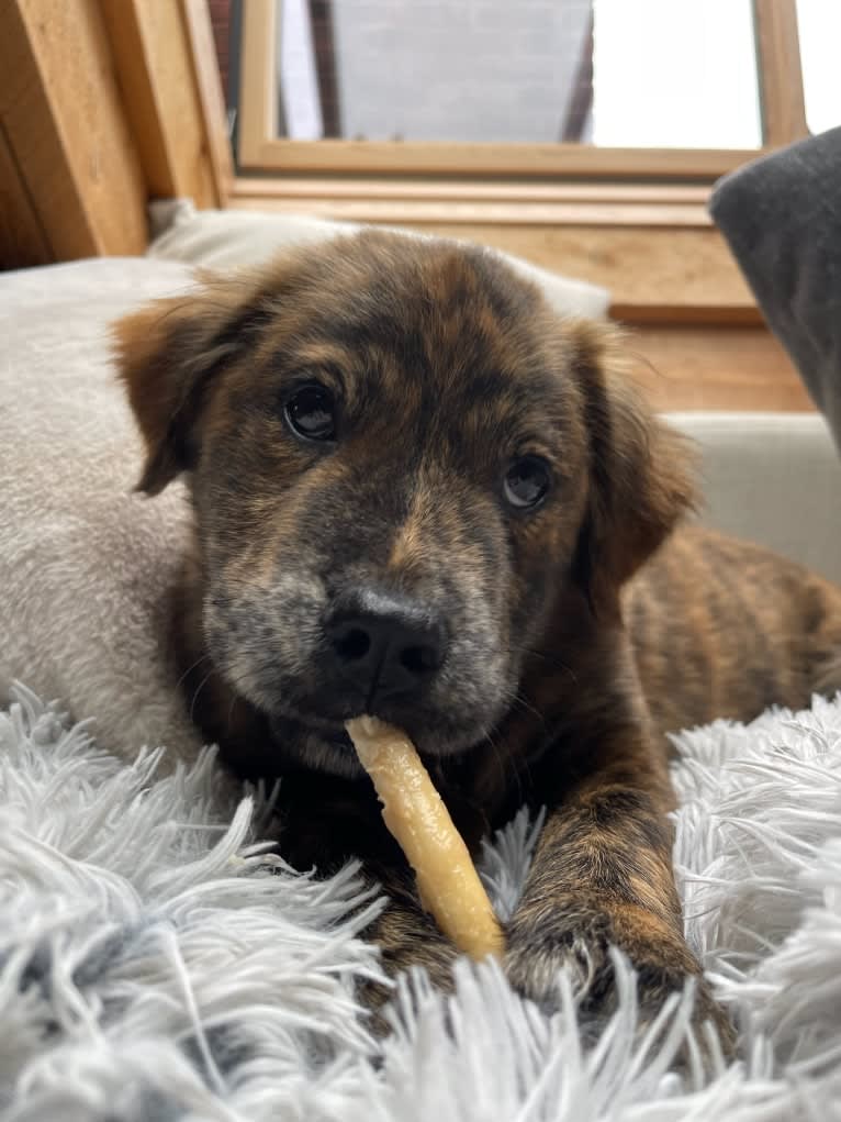 Rudder, a Labrador Retriever and Chow Chow mix tested with EmbarkVet.com