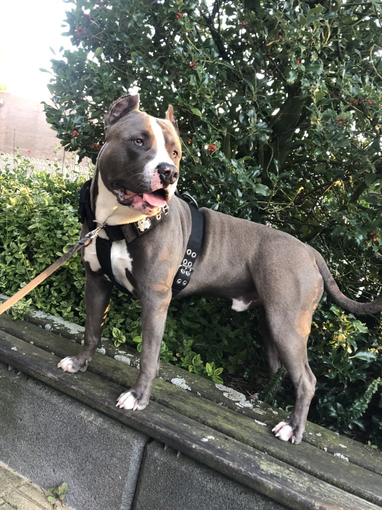 Halo, an American Bully tested with EmbarkVet.com