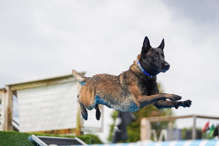 Valor, a Belgian Shepherd tested with EmbarkVet.com