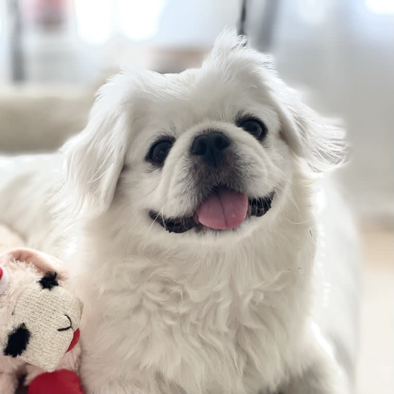 Almond, a Pekingese tested with EmbarkVet.com