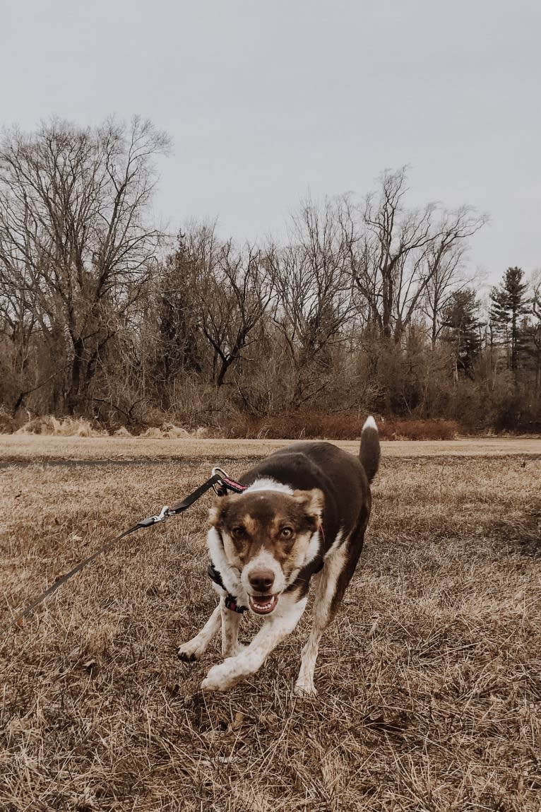 Nova, a Rat Terrier and German Shepherd Dog mix tested with EmbarkVet.com