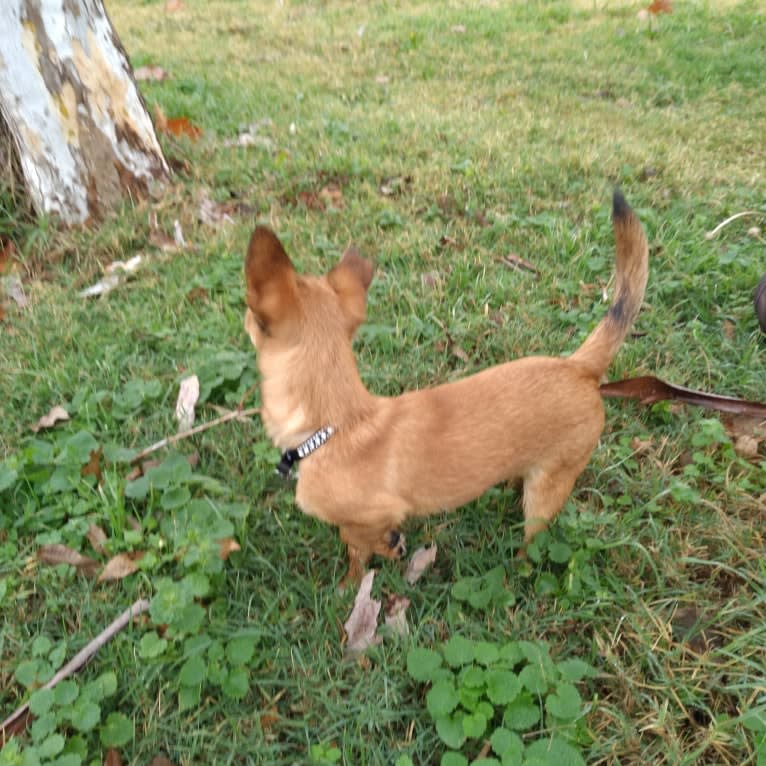 ROO, a Yorkshire Terrier and Chihuahua mix tested with EmbarkVet.com