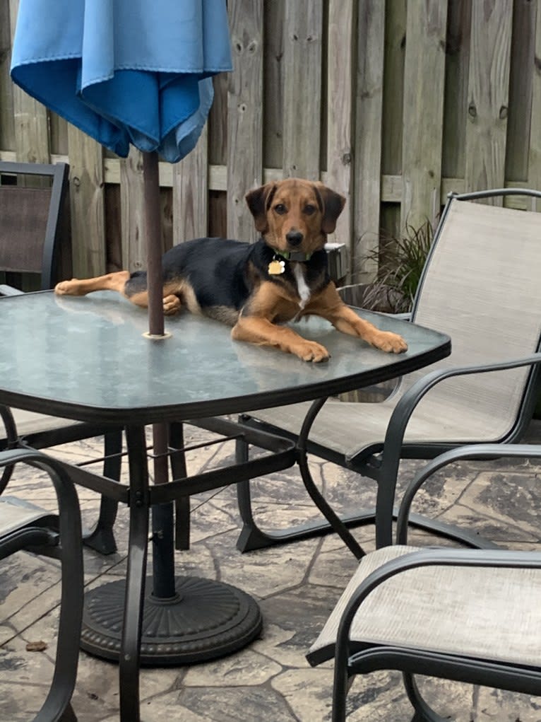 Sullivan, an American Foxhound and Labrador Retriever mix tested with EmbarkVet.com