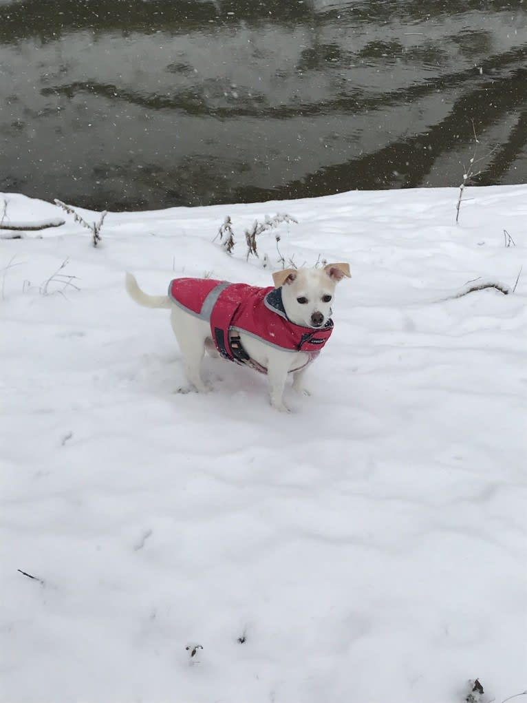 JoJo, a Chihuahua and Russell-type Terrier mix tested with EmbarkVet.com