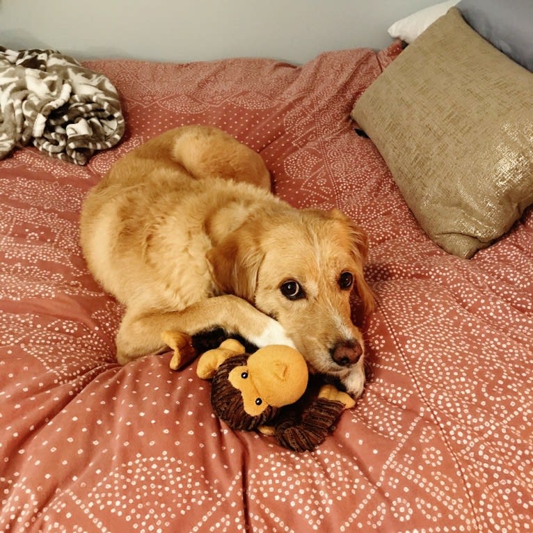 Darwin, an English Springer Spaniel and Beagle mix tested with EmbarkVet.com