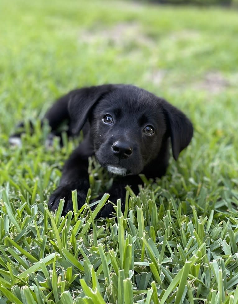 Maverick, a German Shepherd Dog and Australian Cattle Dog mix tested with EmbarkVet.com