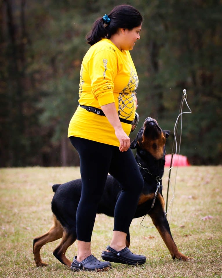 Sirius, a Rottweiler tested with EmbarkVet.com