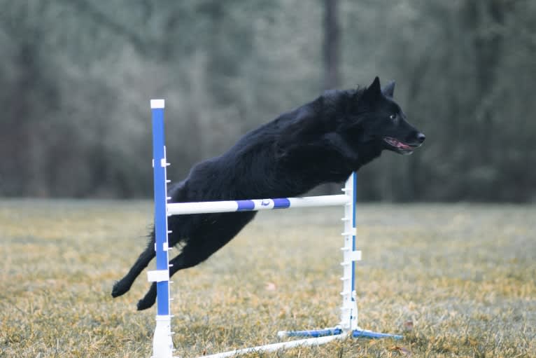 Whip, a Belgian Shepherd tested with EmbarkVet.com
